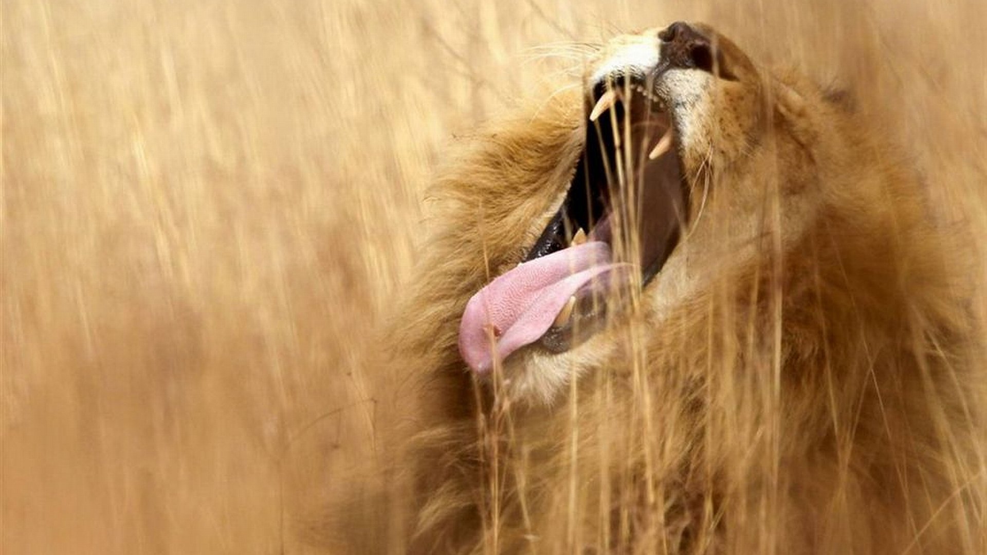 HD PC desktop wallpaper/background: close-up of a male lion yawning through tall dry grass, mane ruffled and tongue visible.