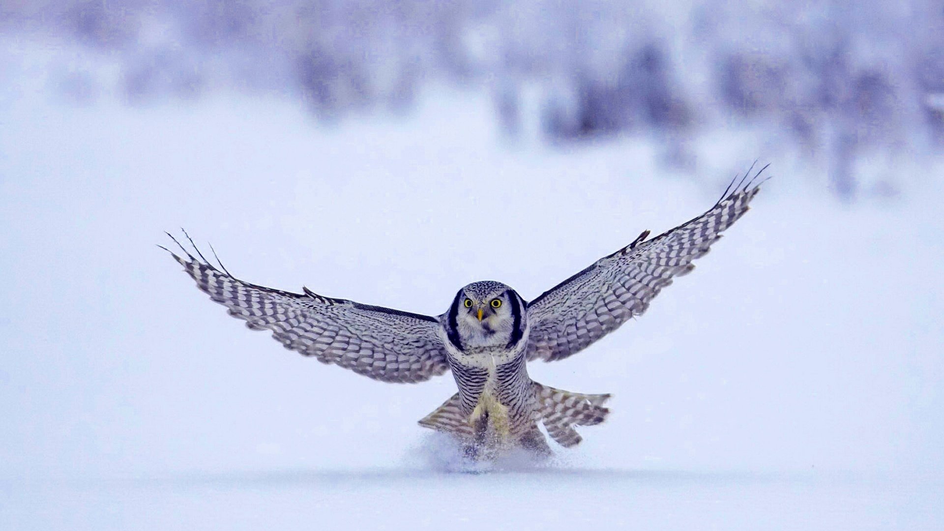 HD PC desktop wallpaper of an animal — a snowy owl landing on pristine snow with wings spread against a soft-focus winter background.