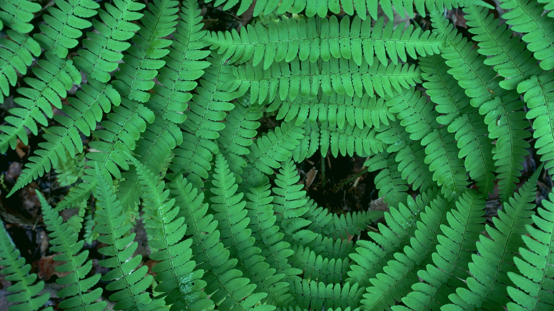 Ferns Wallpapers  Top Free Ferns Backgrounds  WallpaperAccess