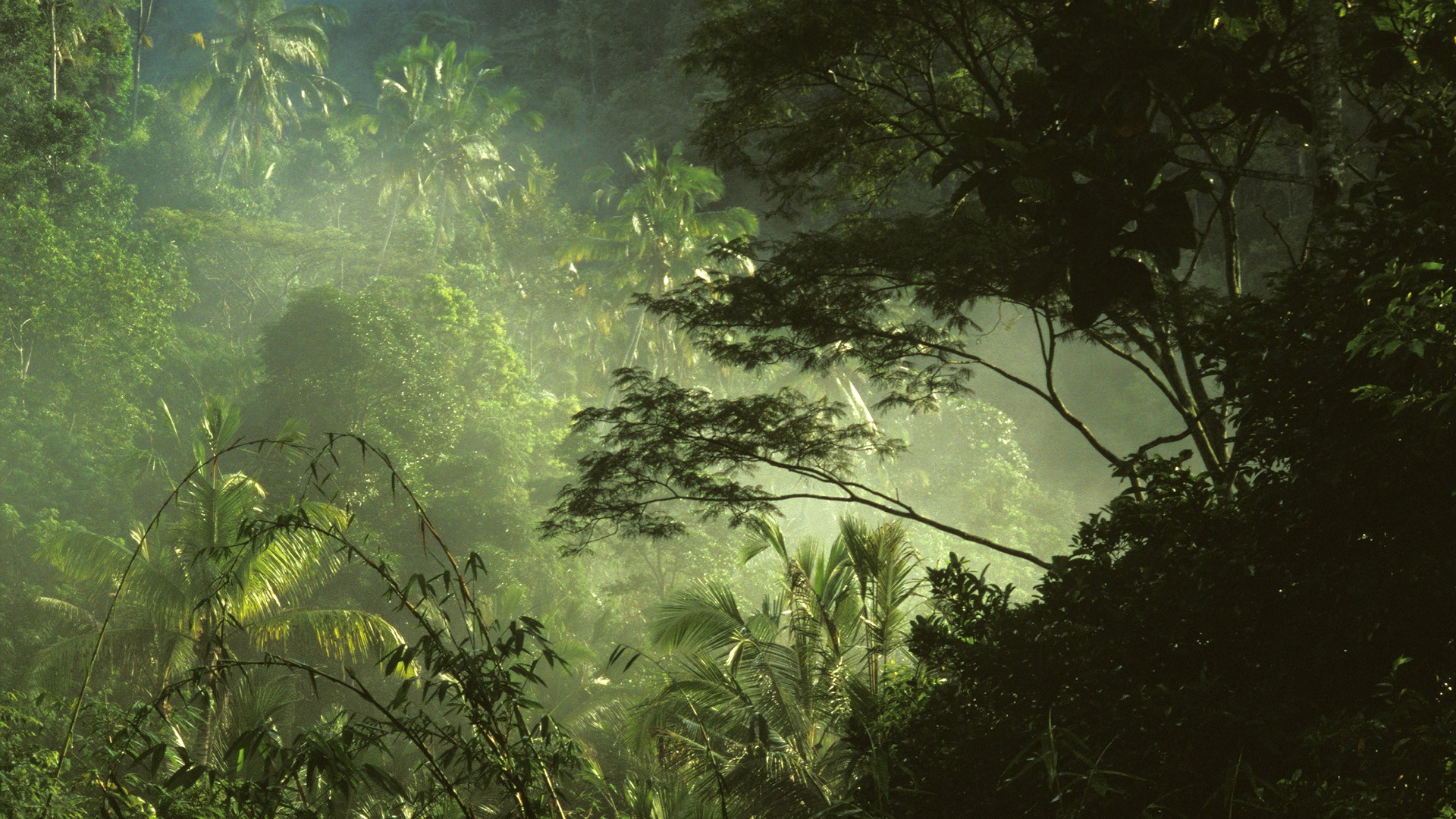 Nature Jungle HD Wallpaper | Background Image