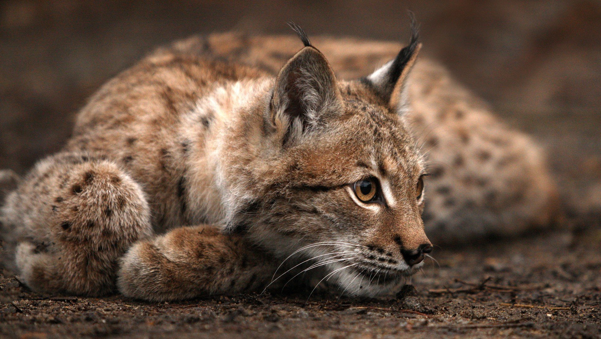 Download Animal Lynx HD Wallpaper