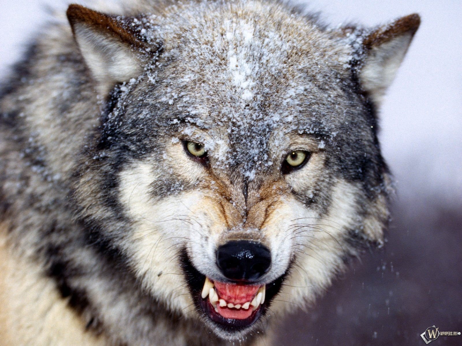 Majestic Wolf HD Wallpaper: Nature's Fierce Beauty | 1600x1200 ...