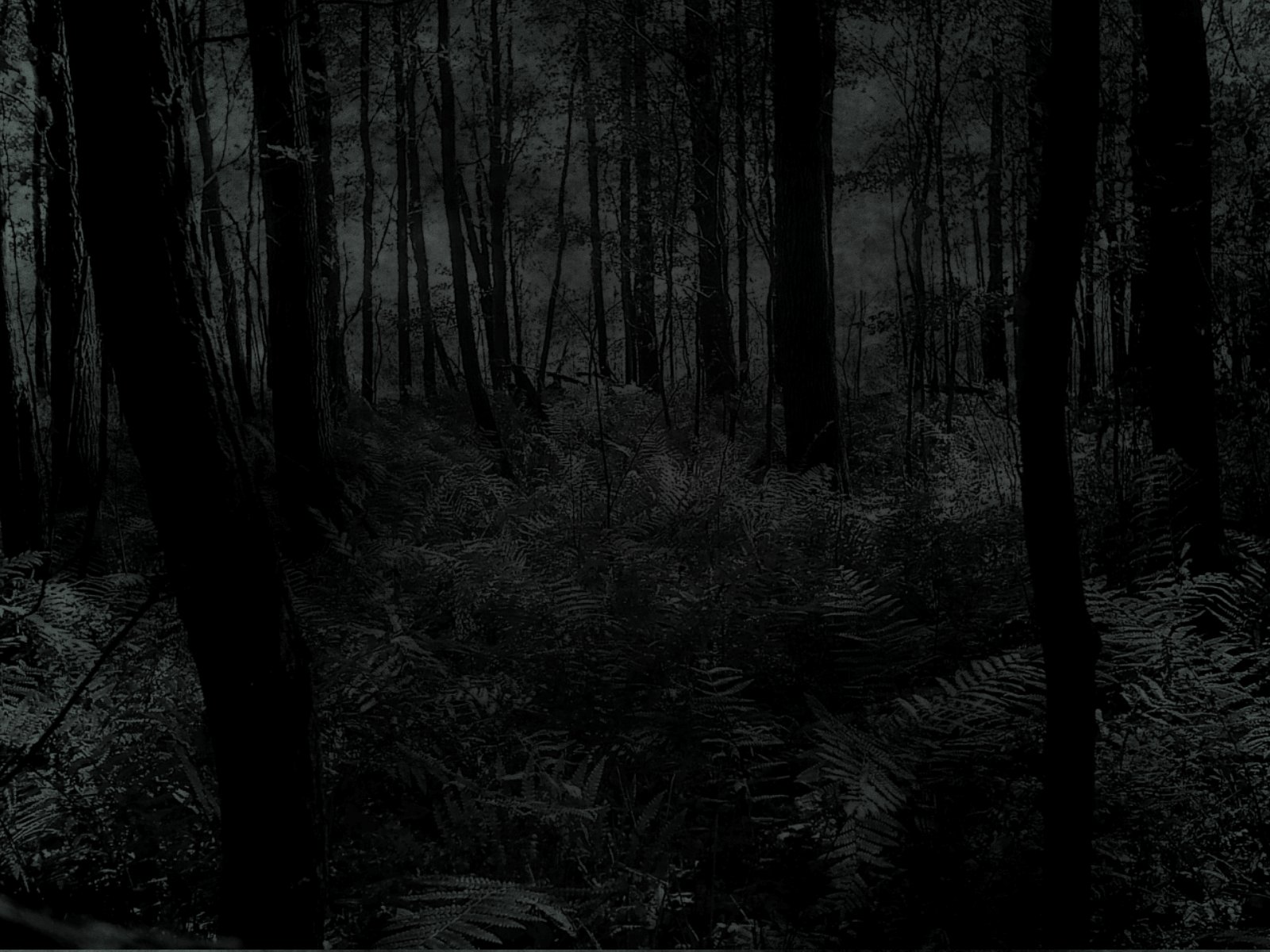 Dark Forest HD Wallpaper | Background Image