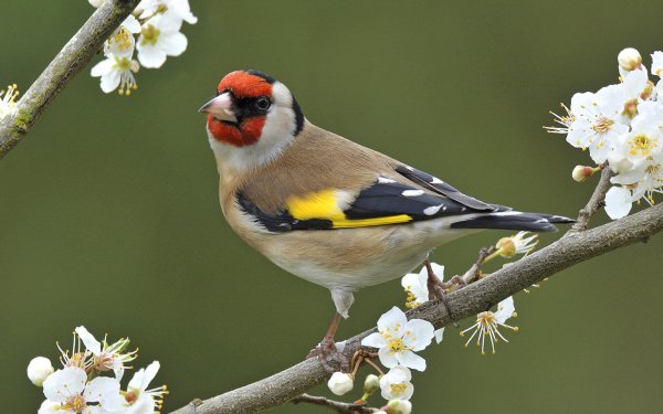 Animal Goldfinch Birds Passerines Bird Blossom Flower Branch European Goldfinch HD Wallpaper | Background Image