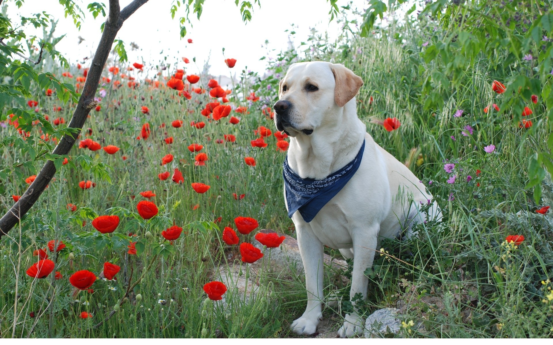 Animal Labrador Retriever HD Wallpaper | Background Image