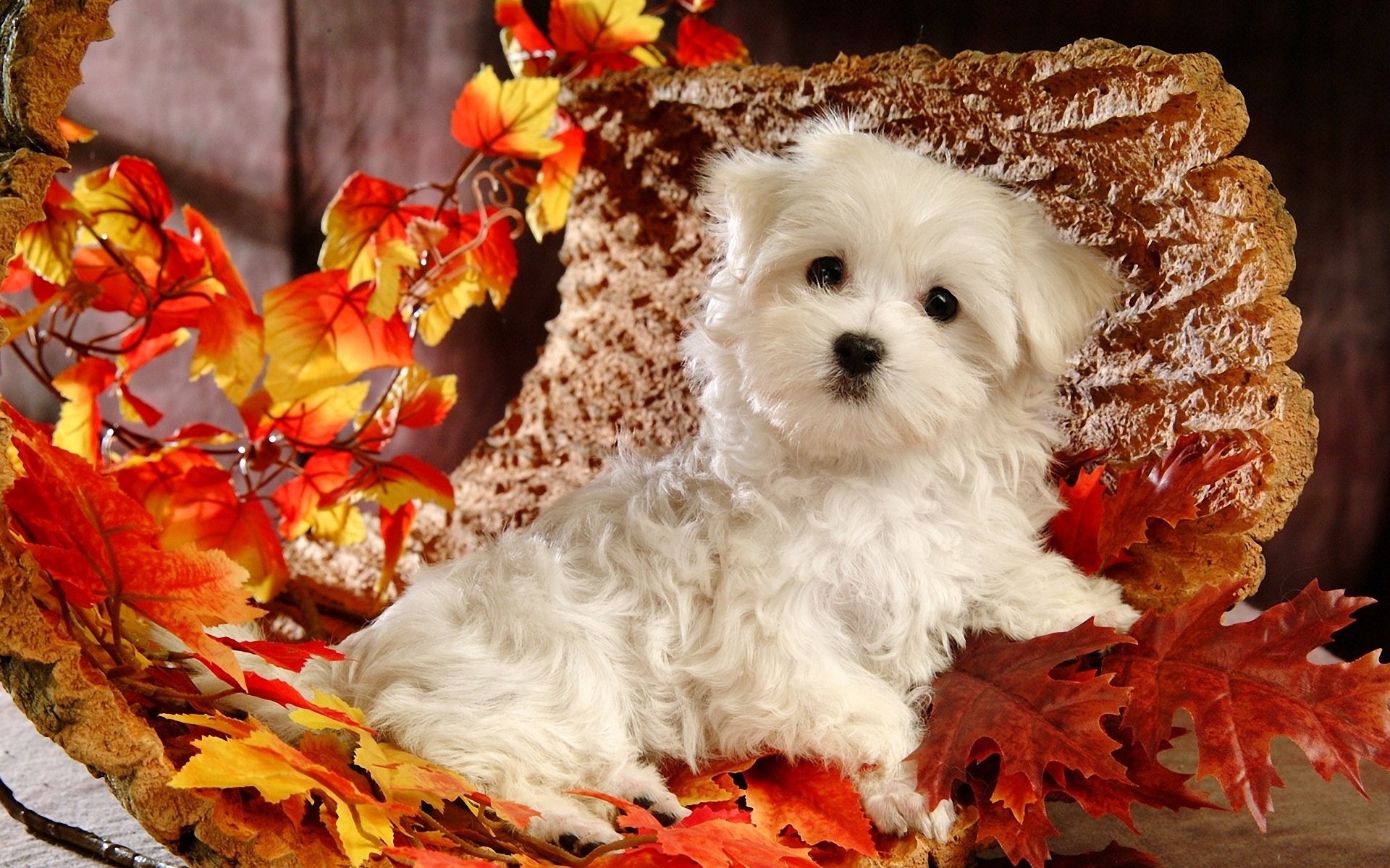 thanksgiving puppy wallpapers