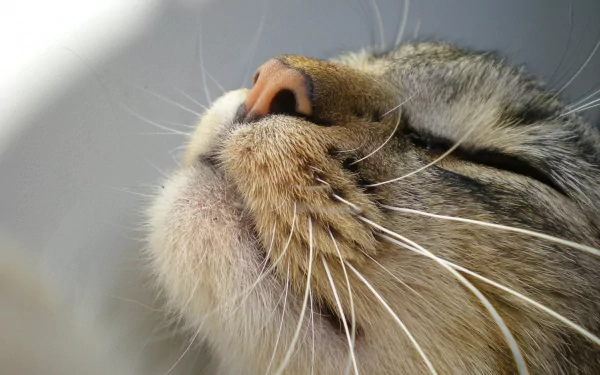 Close-up of a cat’s face, showcasing its nose and whiskers. This HD wallpaper captures the intricate details and soft textures, making it a captivating desktop background.