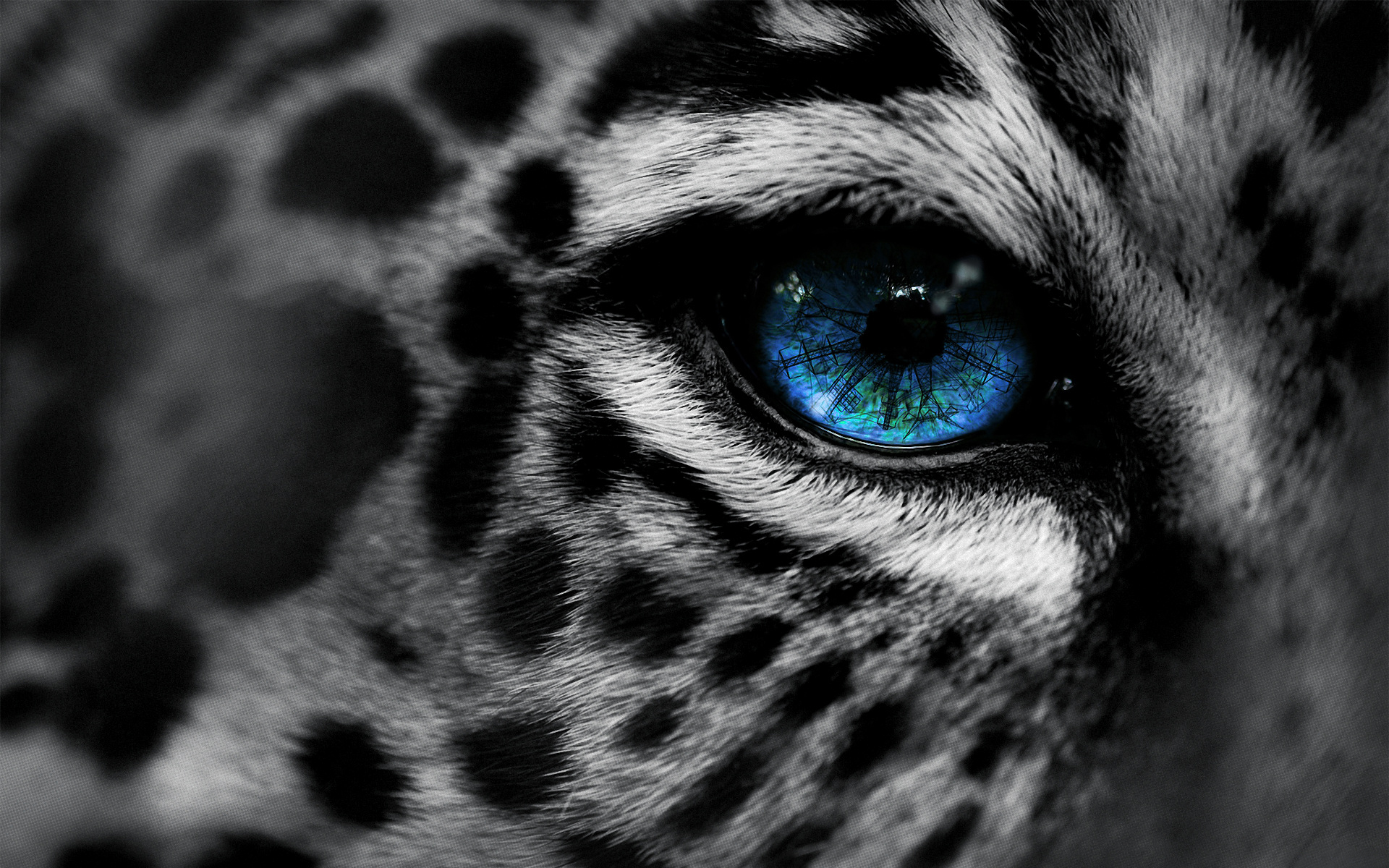 360+ Snow Leopard HD Wallpapers and Backgrounds