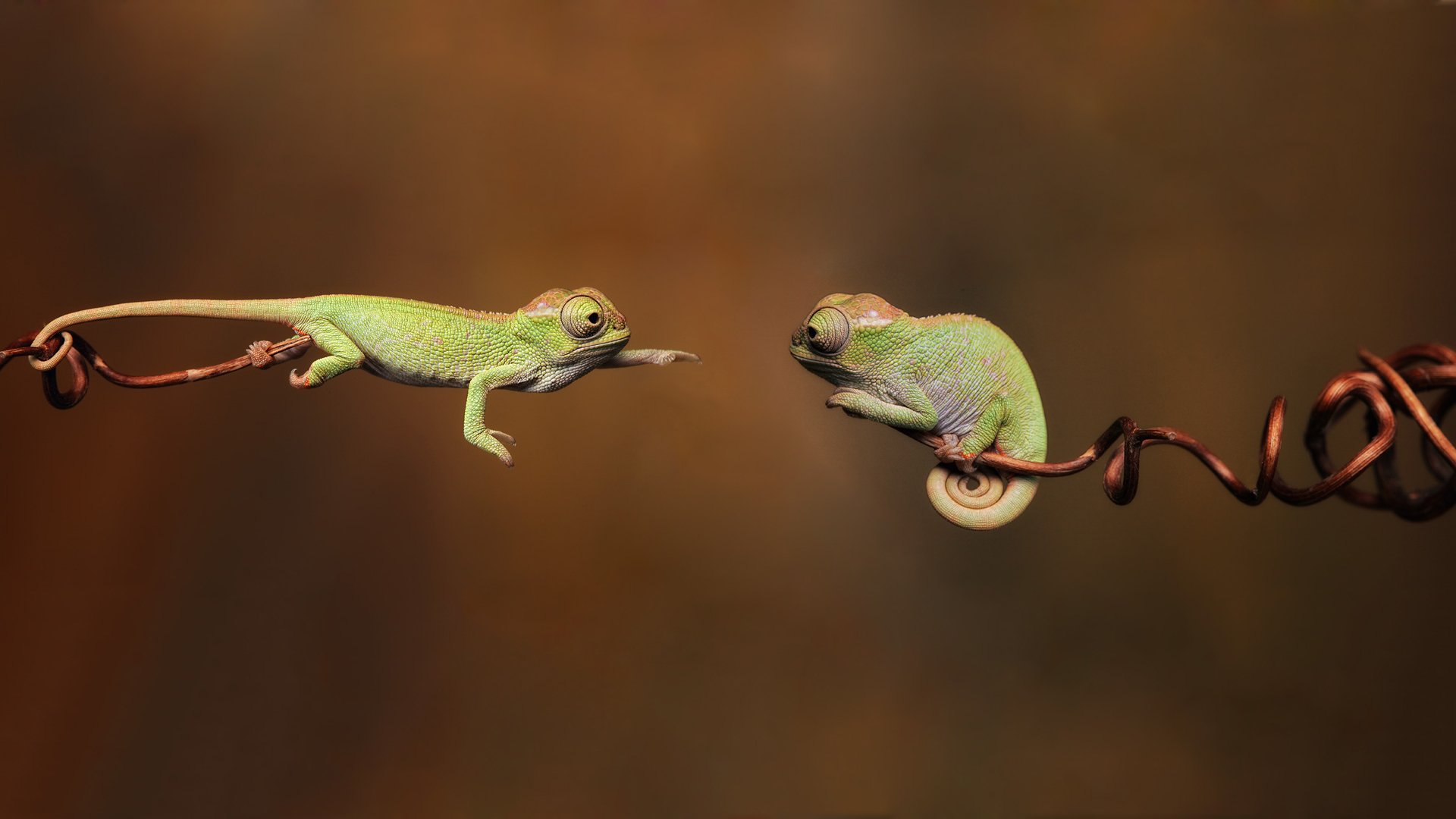 Download Animal Chameleon  HD Wallpaper