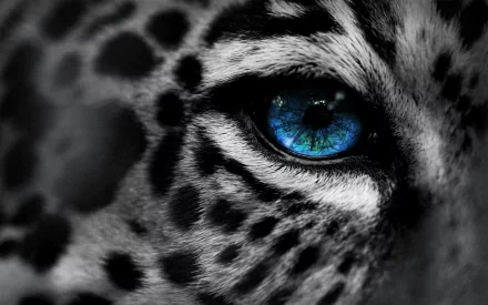 Close-up HD image of a snow leopard's face with a striking blue eye, used as a desktop wallpaper and background.