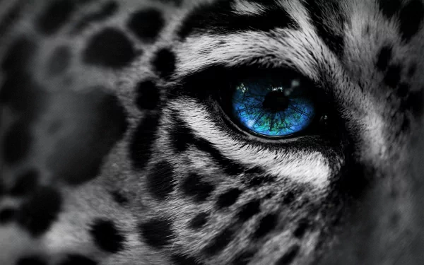 Close-up HD image of a snow leopard's face with a striking blue eye, used as a desktop wallpaper and background.