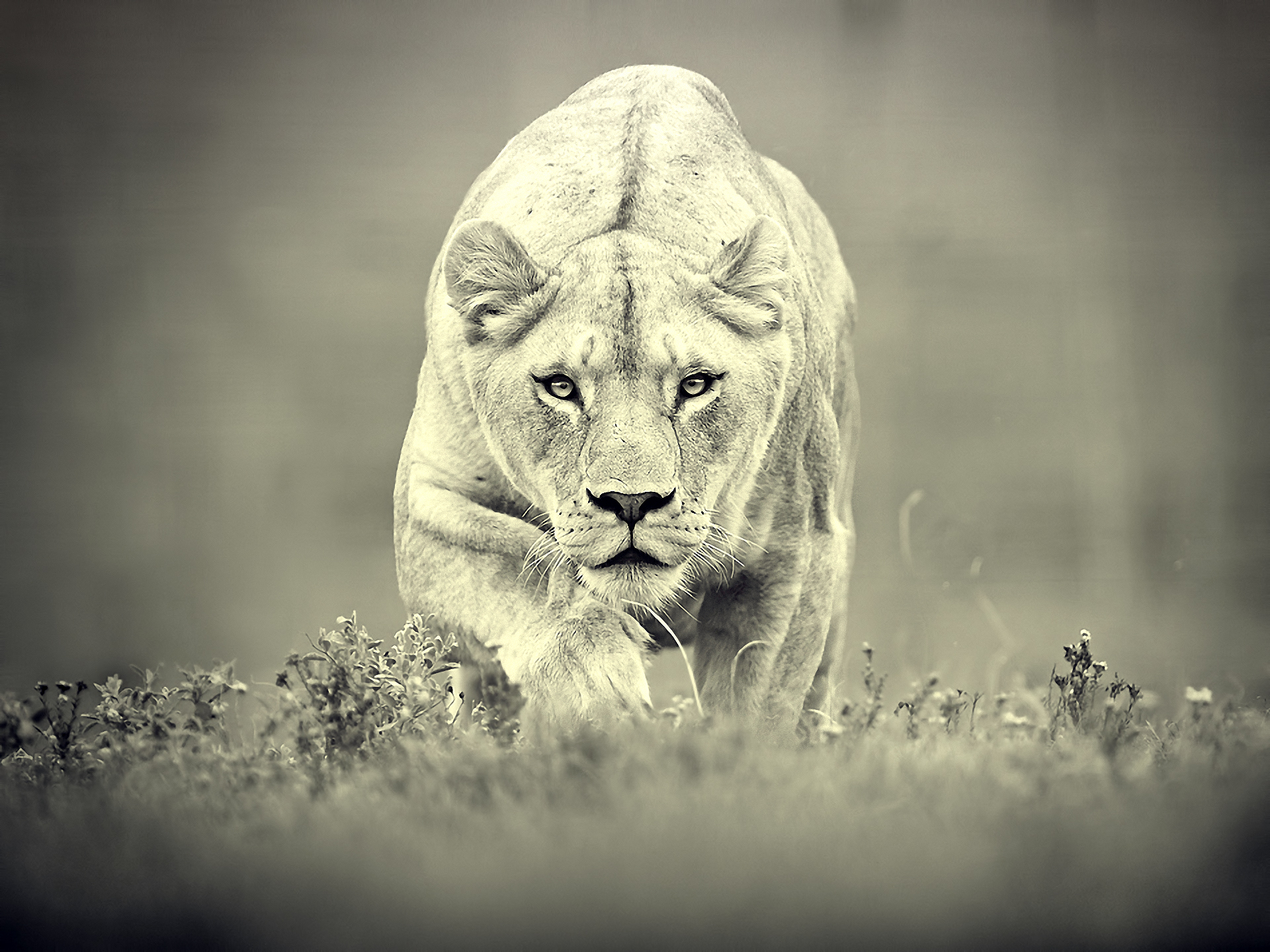 1400+ Lion HD Wallpapers and Backgrounds