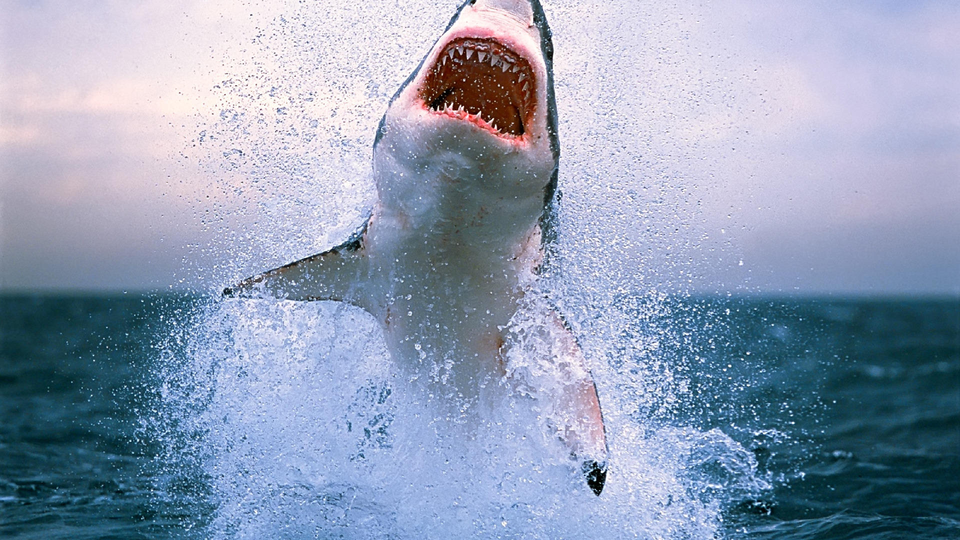 great white shark wallpaper hd