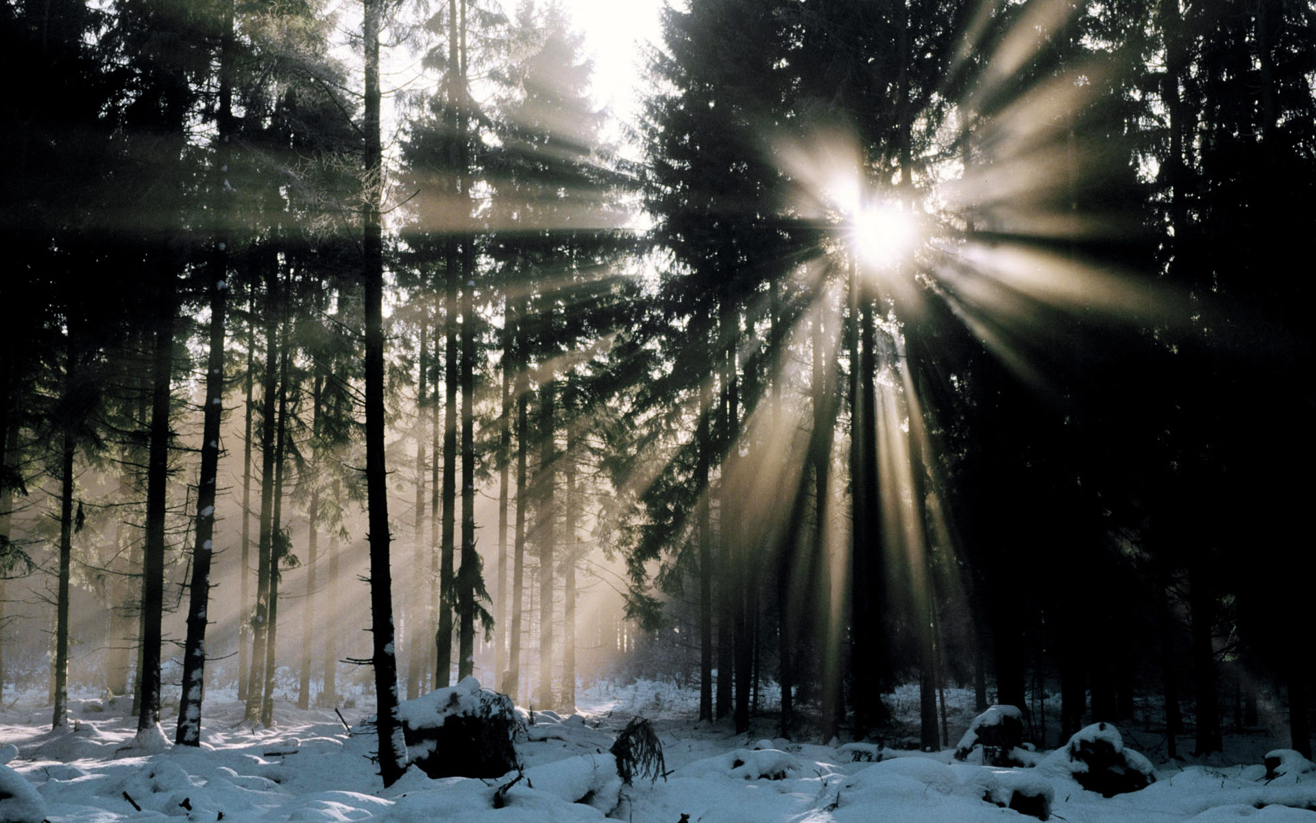 Nature Sunbeam HD Wallpaper | Background Image