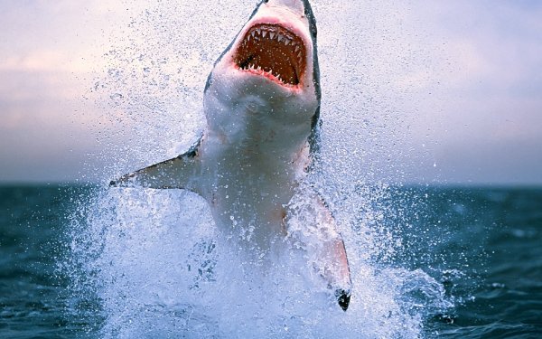 Animaux Requin Requins Poisson Fond d'écran HD | Image