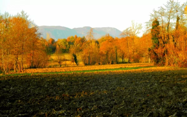  Campagna friulana