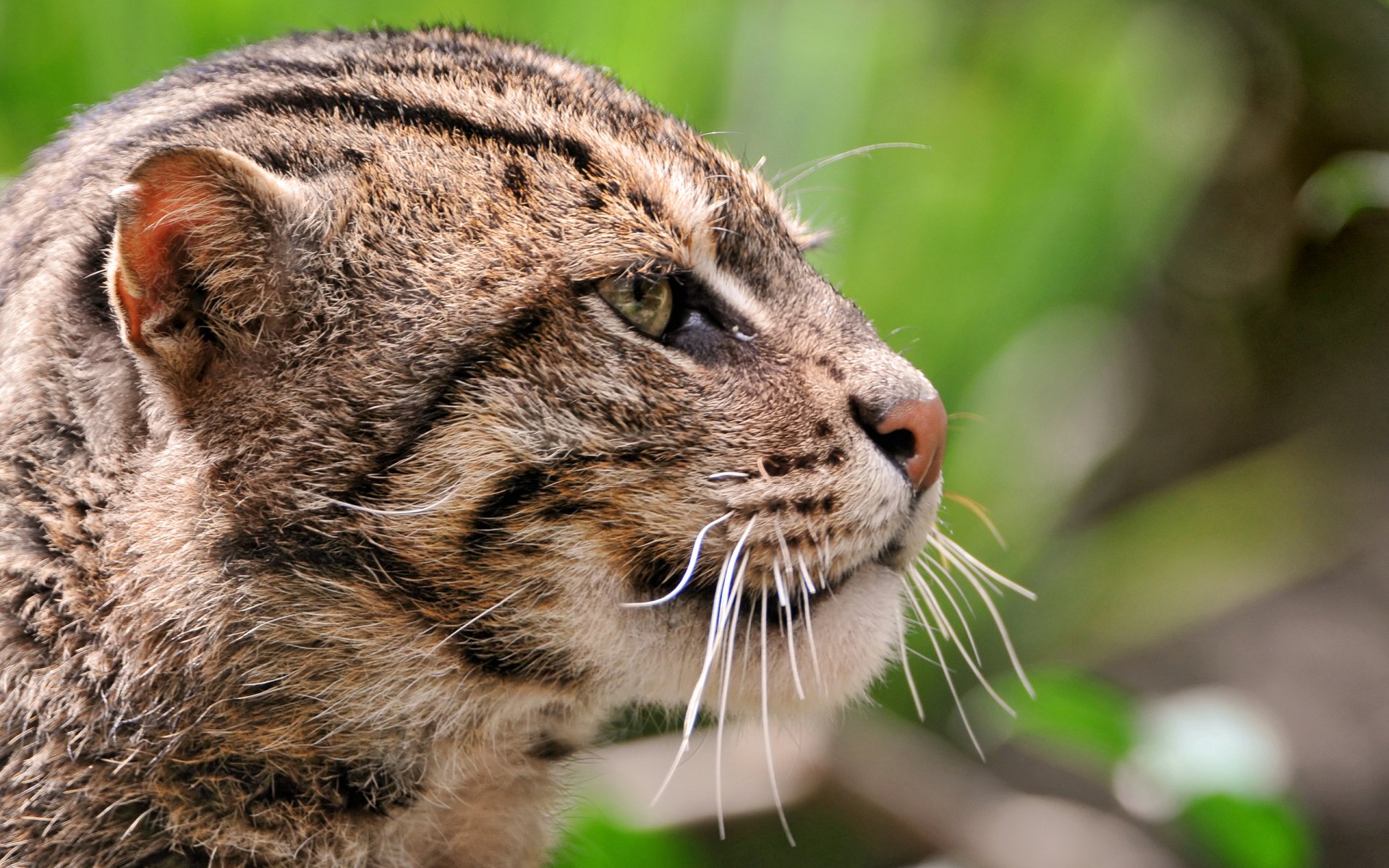 Animal Fishing Cat HD Wallpaper