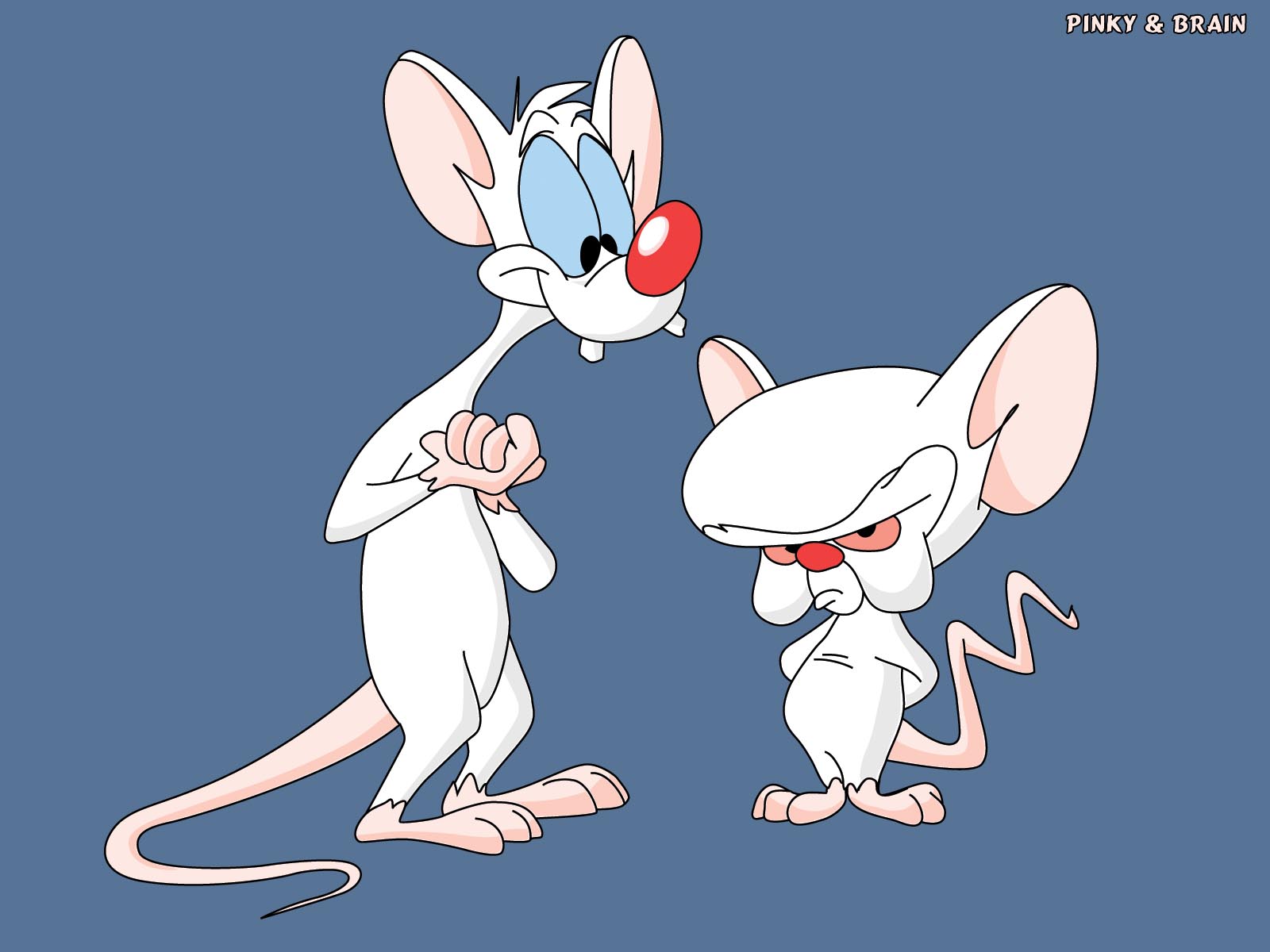TV Show Pinky And The Brain HD Wallpaper | Background Image