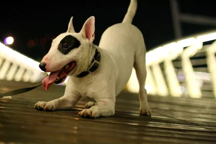 HD desktop wallpaper featuring a playful bull terrier dog stretching on a wooden surface with blurred lights in the background.