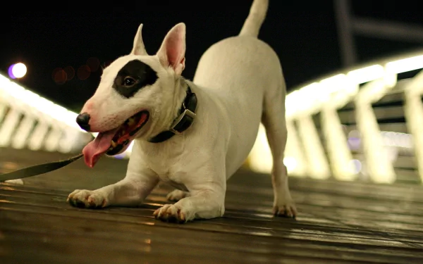 HD desktop wallpaper featuring a playful bull terrier dog stretching on a wooden surface with blurred lights in the background.