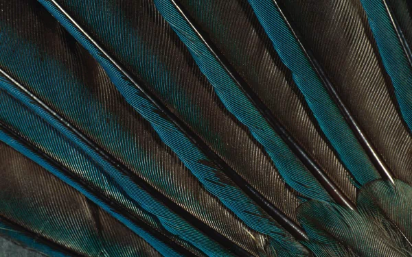 photography feather HD Desktop Wallpaper | Background Image