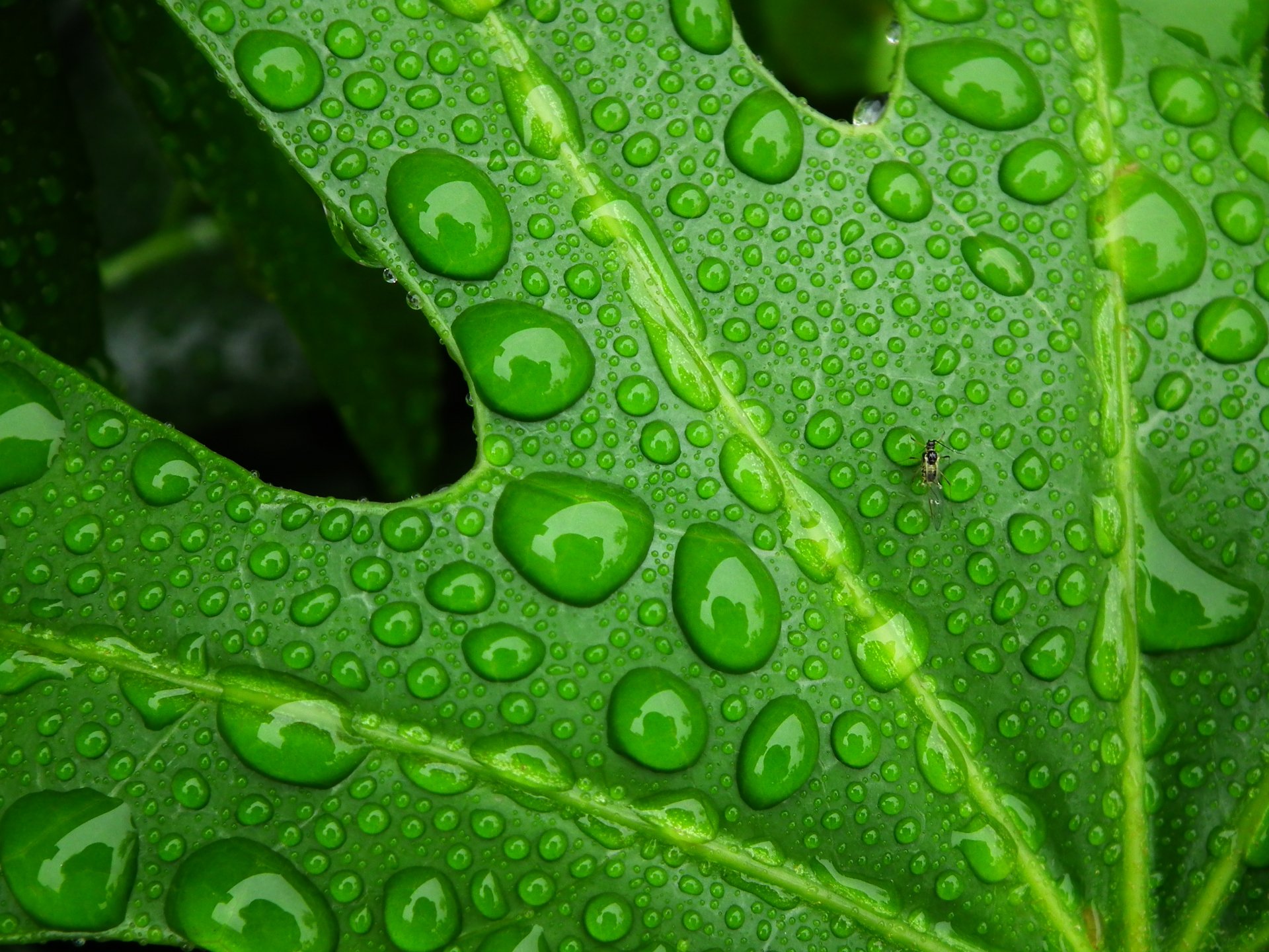 Download Nature Water Drop HD Wallpaper by Roxyshots