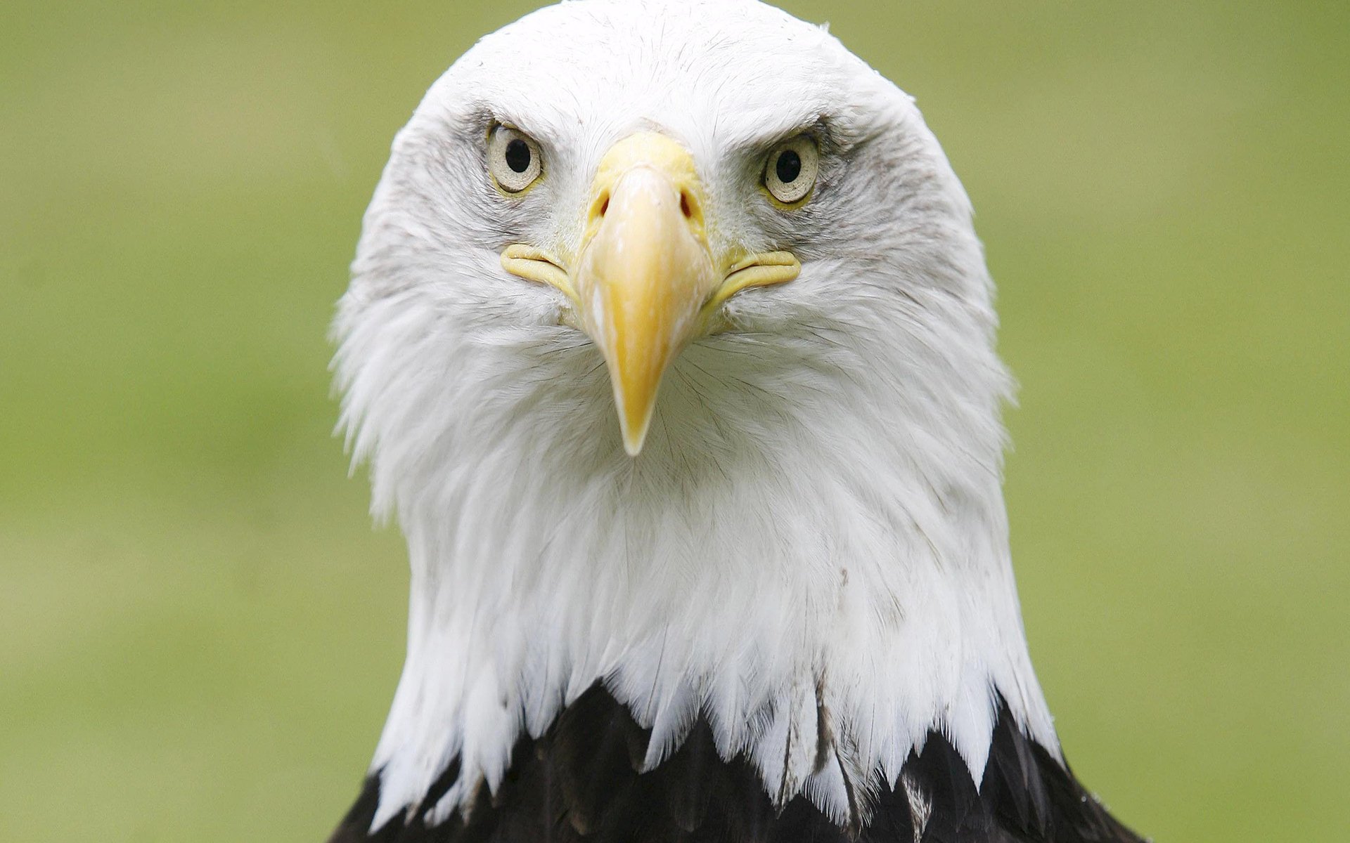 Close-up portrait of a bald eagle with piercing eyes and yellow beak against a soft green blur — HD PC desktop wallpaper/background.