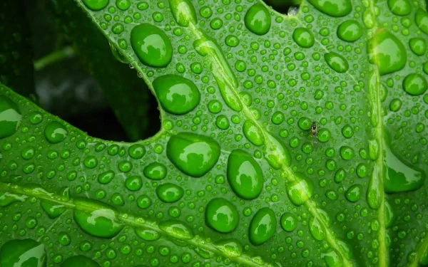 nature water drop HD Desktop Wallpaper | Background Image
