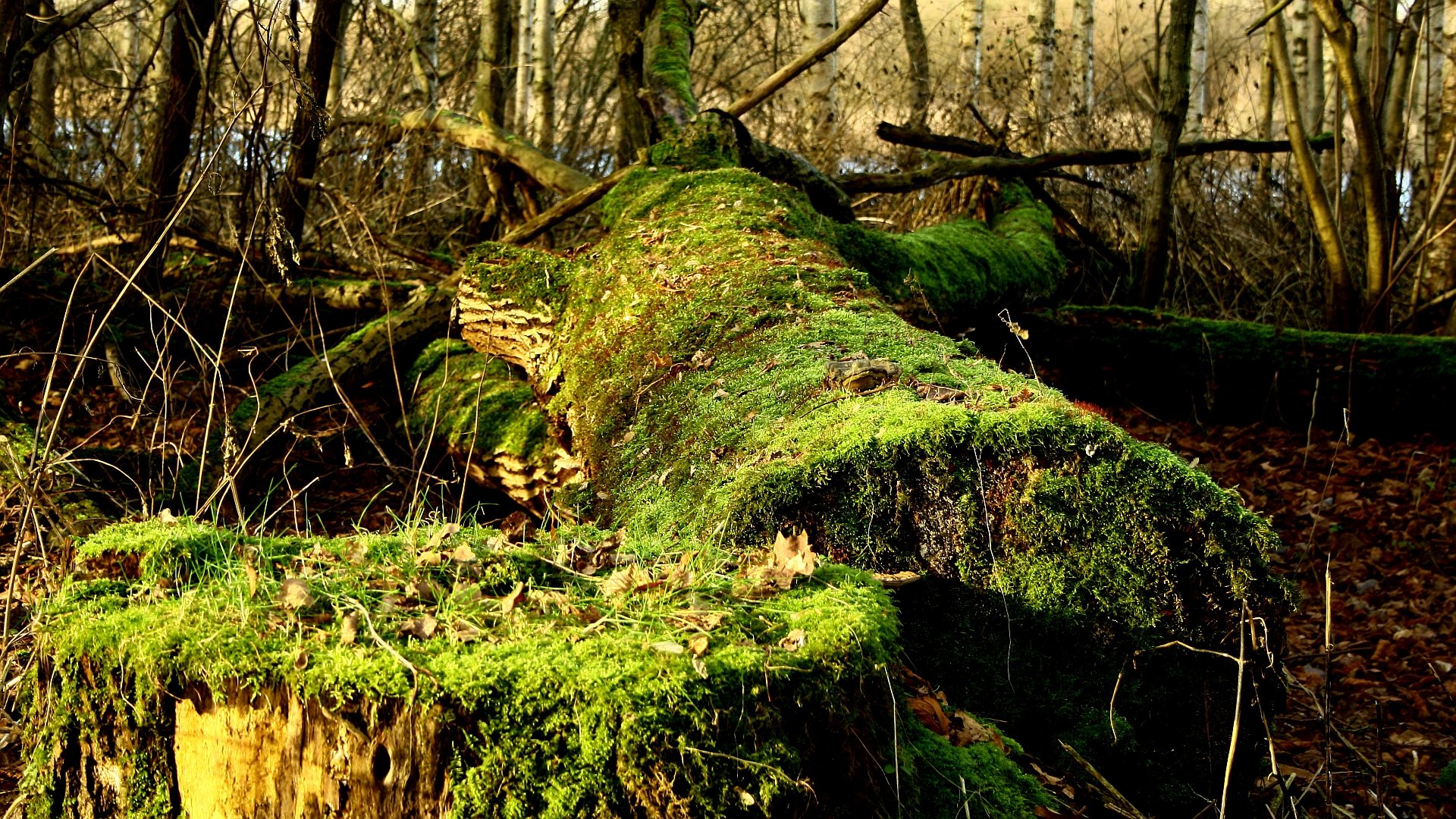 HD PC desktop wallpaper background: moss-covered fallen log stretching through a shaded forest, vivid green textures, damp leaf litter and shafts of dappled sunlight.