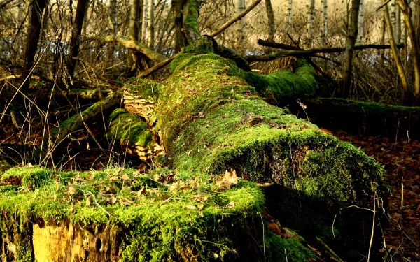 nature moss HD Desktop Wallpaper | Background Image