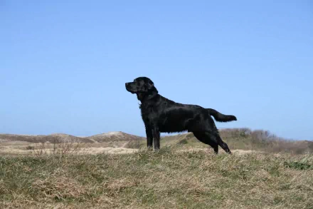 Animal dog HD Desktop Wallpaper | Background Image