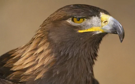 Animal eagle HD Desktop Wallpaper | Background Image