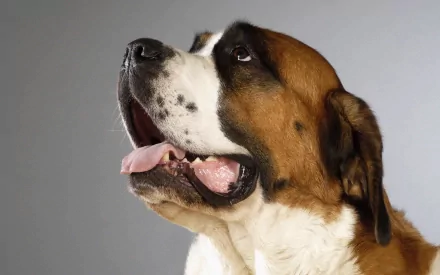 Animal St. Bernard HD Desktop Wallpaper | Background Image
