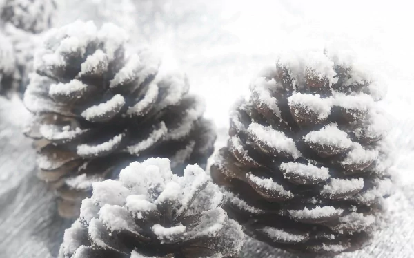 Close-up of snow-covered pine cones in a winter scene, captured in HD quality as a nature-themed PC desktop wallpaper.