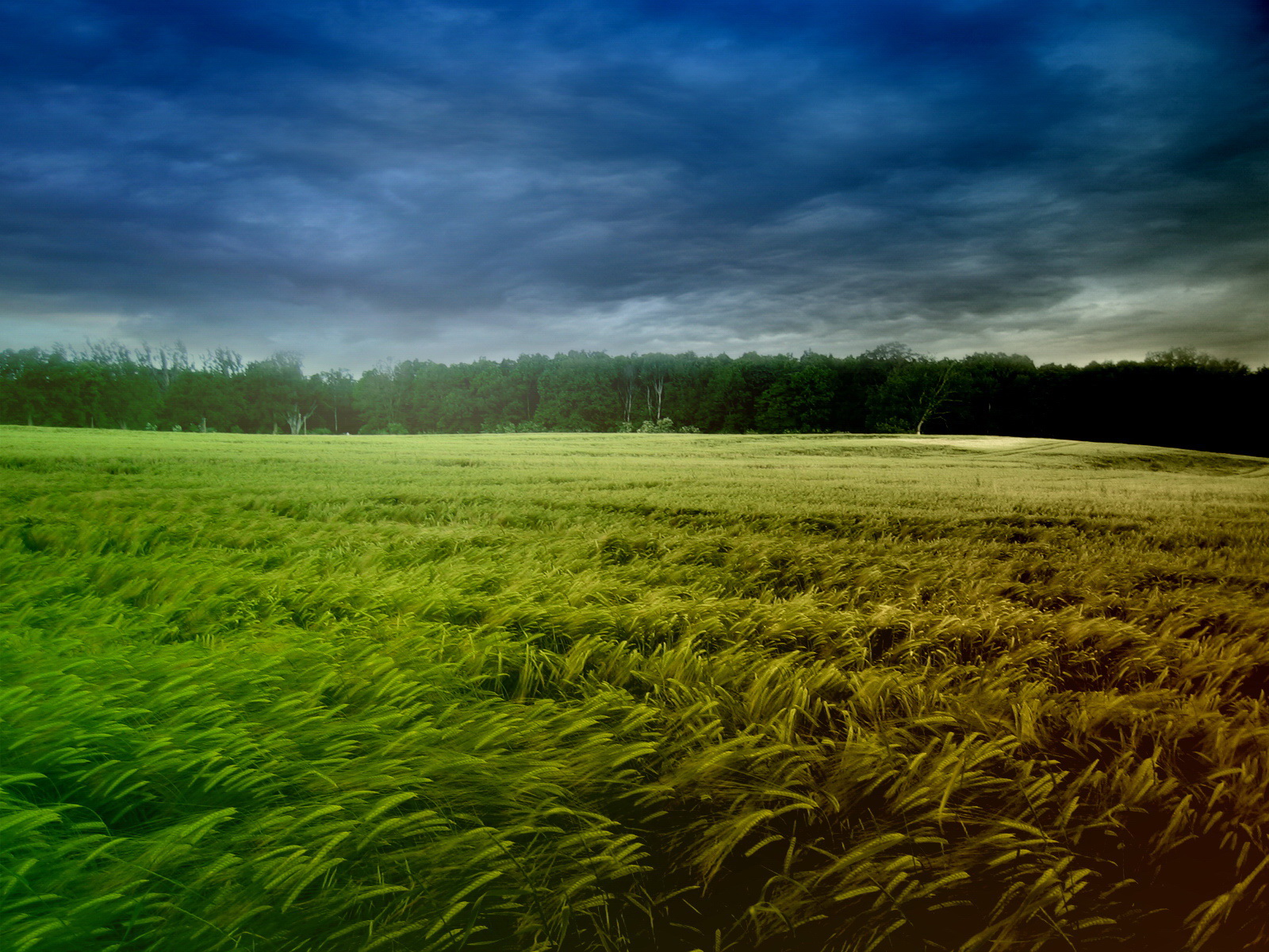 Nature Field HD Wallpaper | Background Image