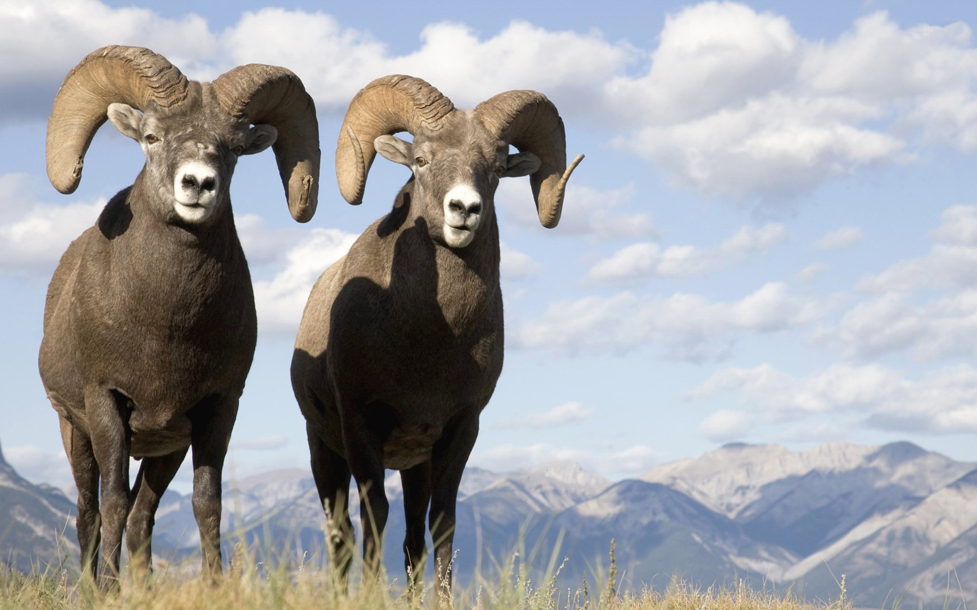 bighorn sheep HD Wallpaper | Background Image | 1920x1200