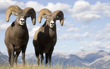 HD PC desktop wallpaper/background: two horned mountain sheep stand on alpine grass with distant mountain peaks beneath a blue, cloudy sky.