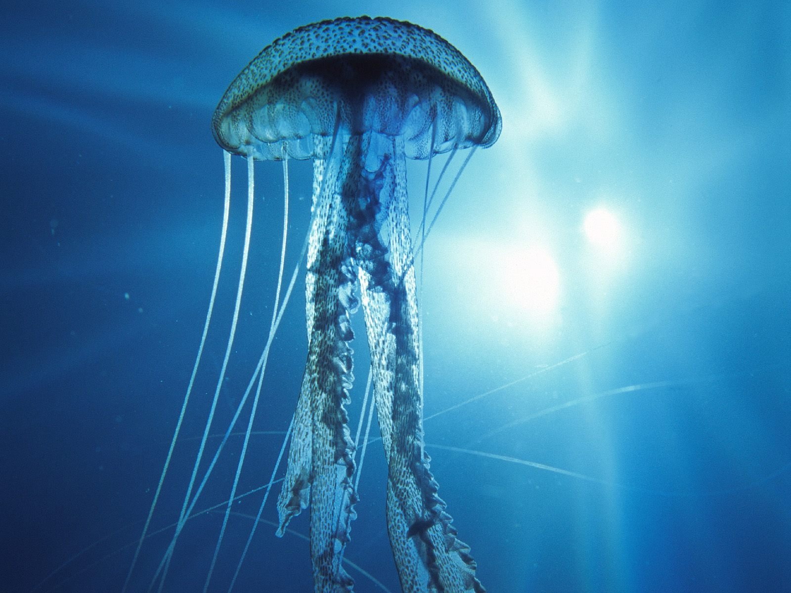HD desktop wallpaper featuring a jellyfish gracefully floating in a serene blue underwater setting, illuminated by sunlight.