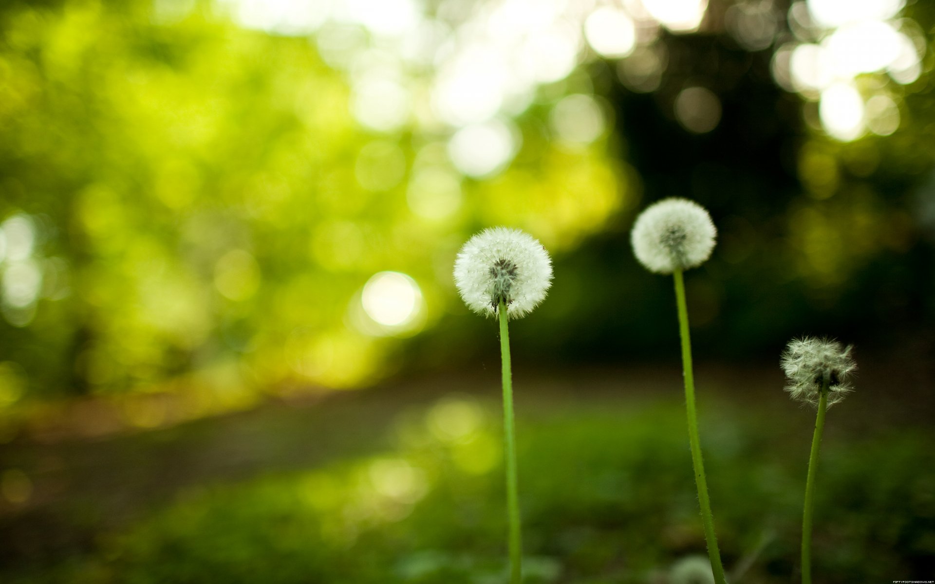 Download Nature Dandelion HD Wallpaper