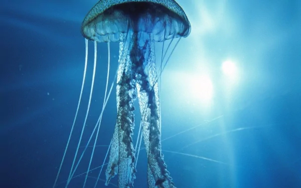 HD desktop wallpaper featuring a jellyfish gracefully floating in a serene blue underwater setting, illuminated by sunlight.