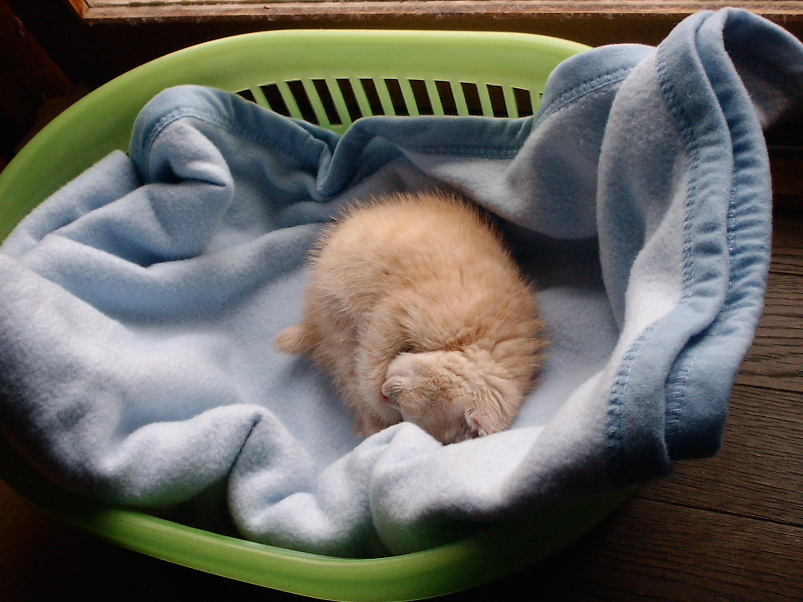 Cat sleeping in laundry basket