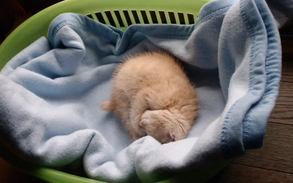 A fluffy cat peacefully sleeping in a cozy green basket lined with a soft blue blanket, creating a serene and heartwarming desktop wallpaper.