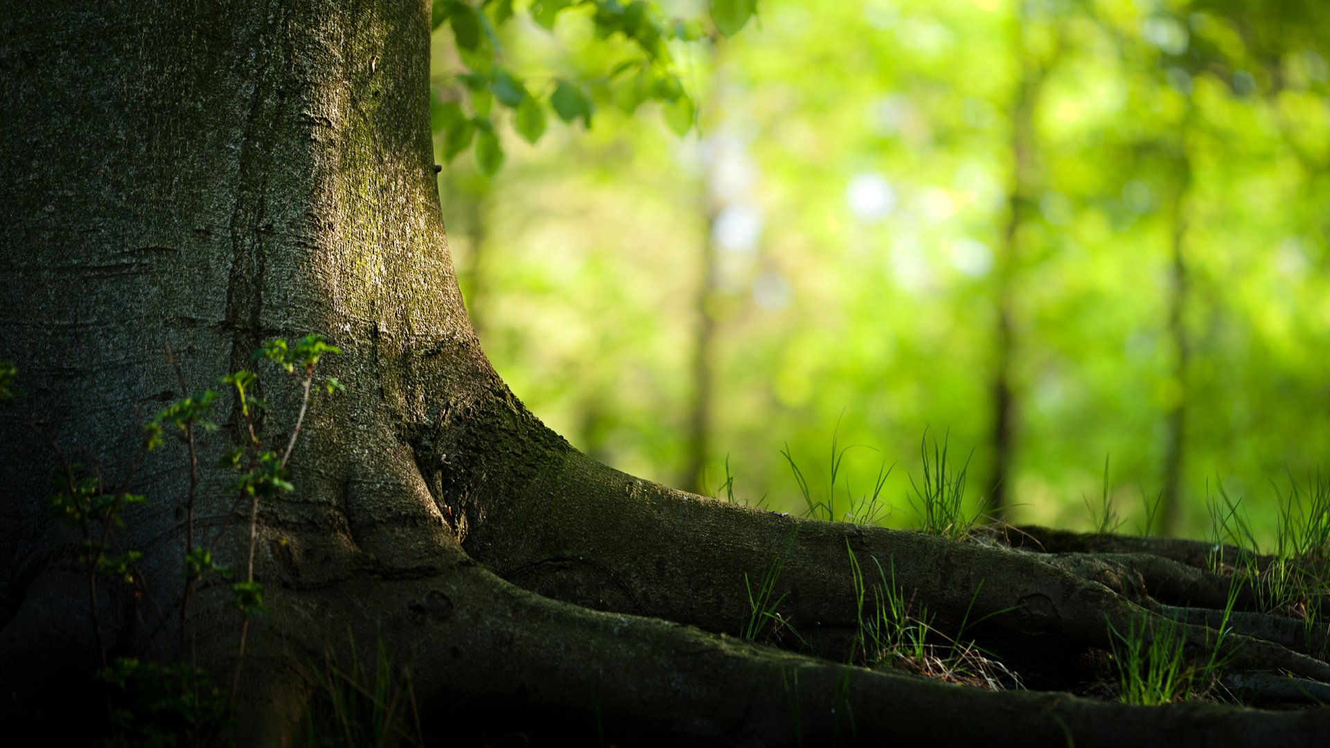 HD desktop wallpaper featuring a close-up of a tree trunk and roots surrounded by soft-focus lush green foliage in a natural forest setting.