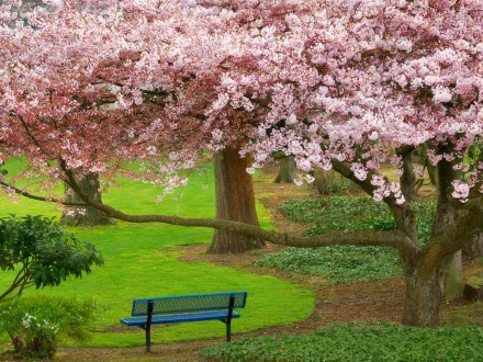 A peaceful park bench beneath blooming cherry blossom trees in Bremerton, Washington during spring, captured in HD for a desktop wallpaper background.