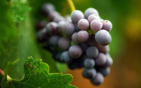 food grapes HD Desktop Wallpaper | Background Image