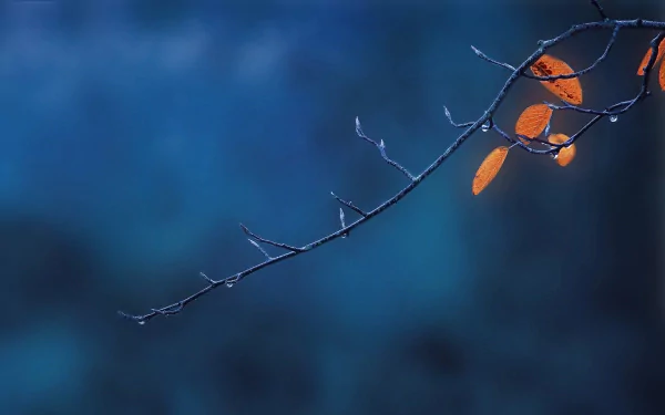 nature branch HD Desktop Wallpaper | Background Image