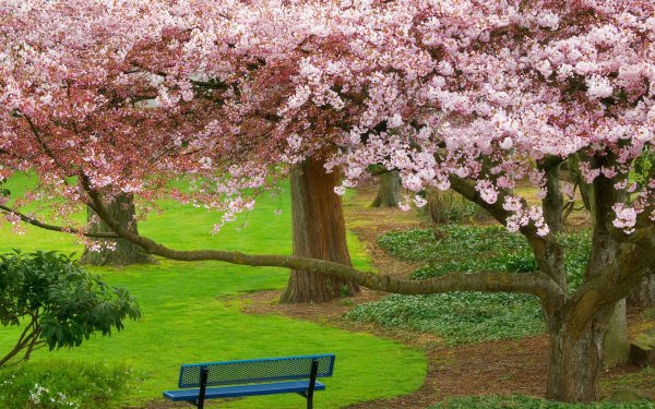 Photography Park Tree Cherry Blossom Bench Brementon Washington Spring HD Wallpaper | Background Image