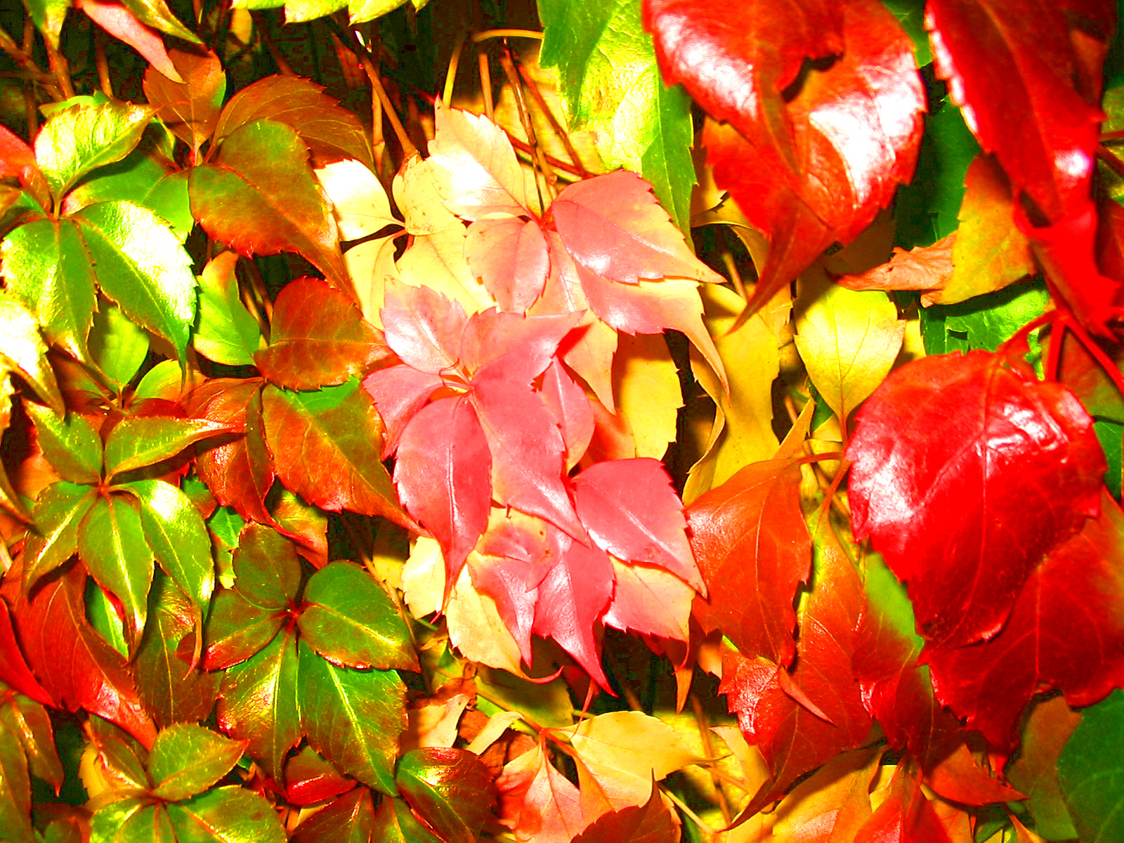 Earth Leaf HD Wallpaper | Background Image