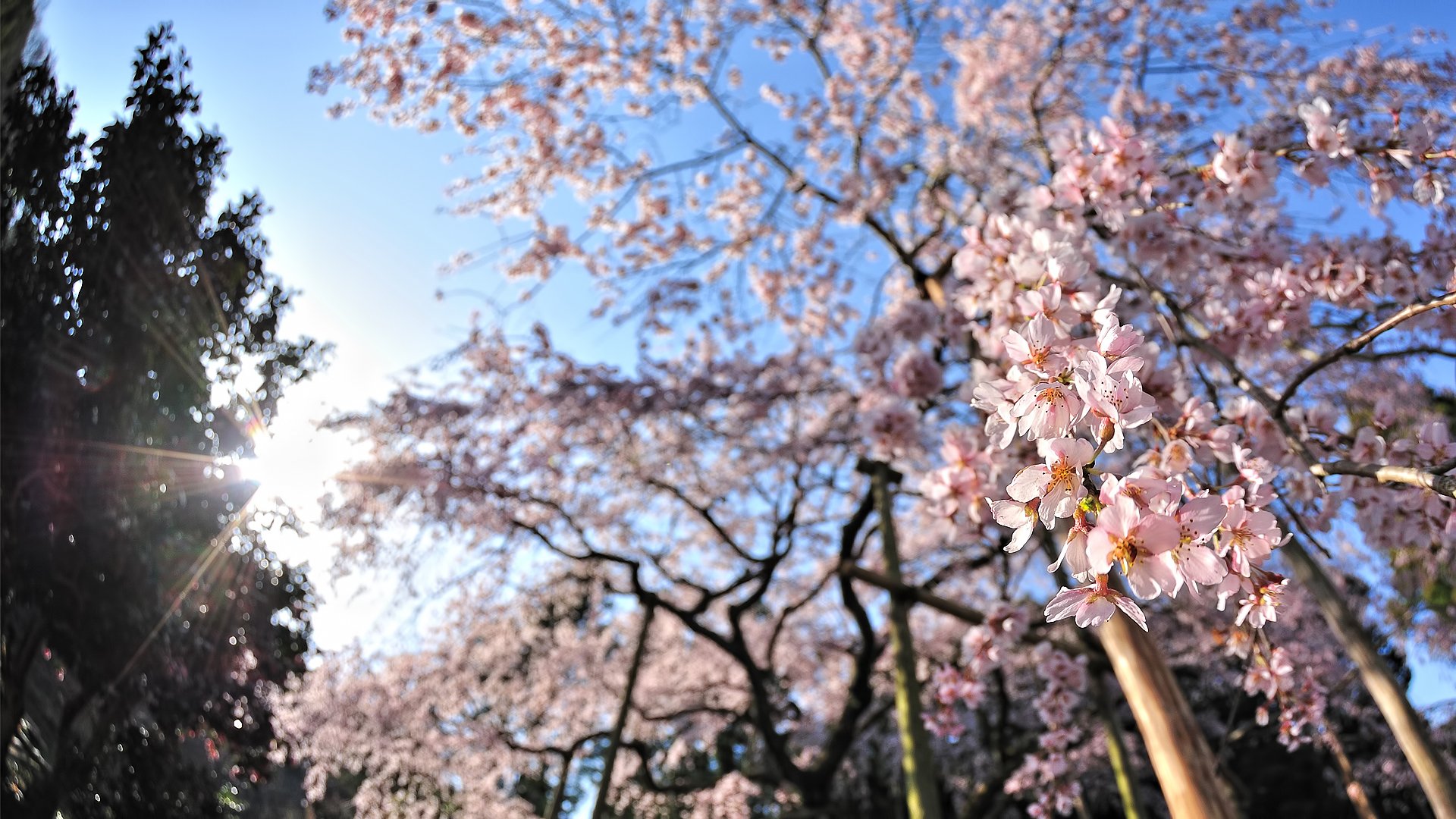 HD PC desktop wallpaper background: sunlit cherry blossoms in full bloom against a clear blue sky — a serene nature scene of delicate pink petals.