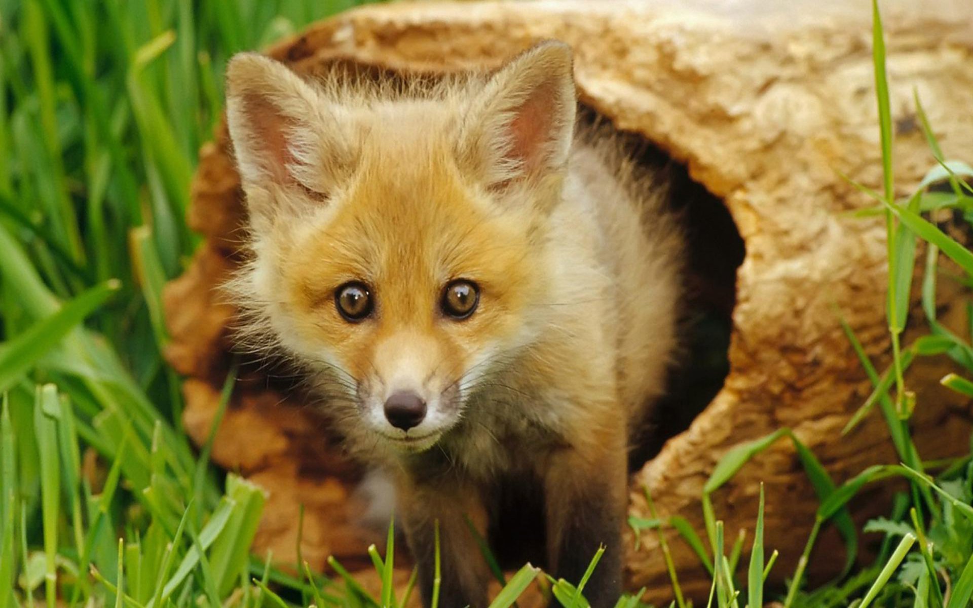 A curious fox cub peeks out from a log, surrounded by lush green grass. This HD image captures the charm of wildlife, making it a captivating desktop wallpaper.